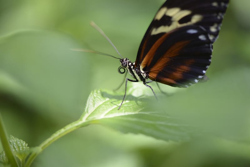 Butterfly Effect
